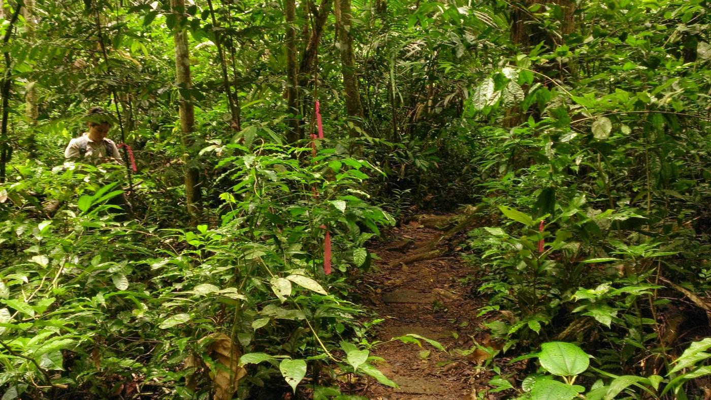 A research intern, Majorie, looks for insects off trail.