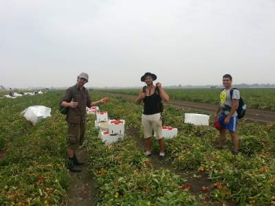 Taylor&#039;s partner, Richy, and two other pickers on the tomato farm. 