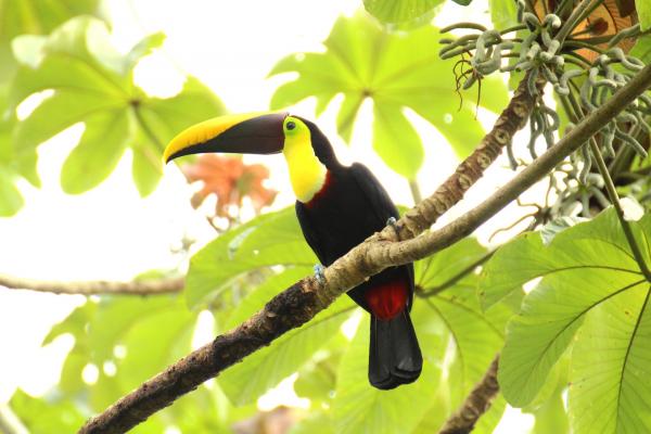 A toucan in Manuel Antonio