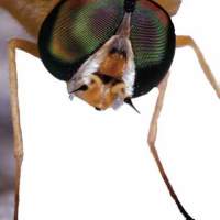 Buzz Off!: Preventing Insect-Borne Diseases at Home and Abroad