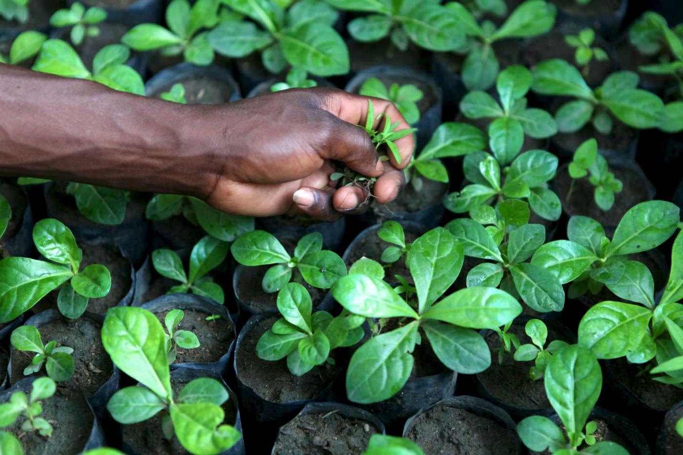 Ending Deforestation in Tanzania