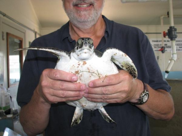 Mike holds a green sea turtle at the Animal Rescue Keep.