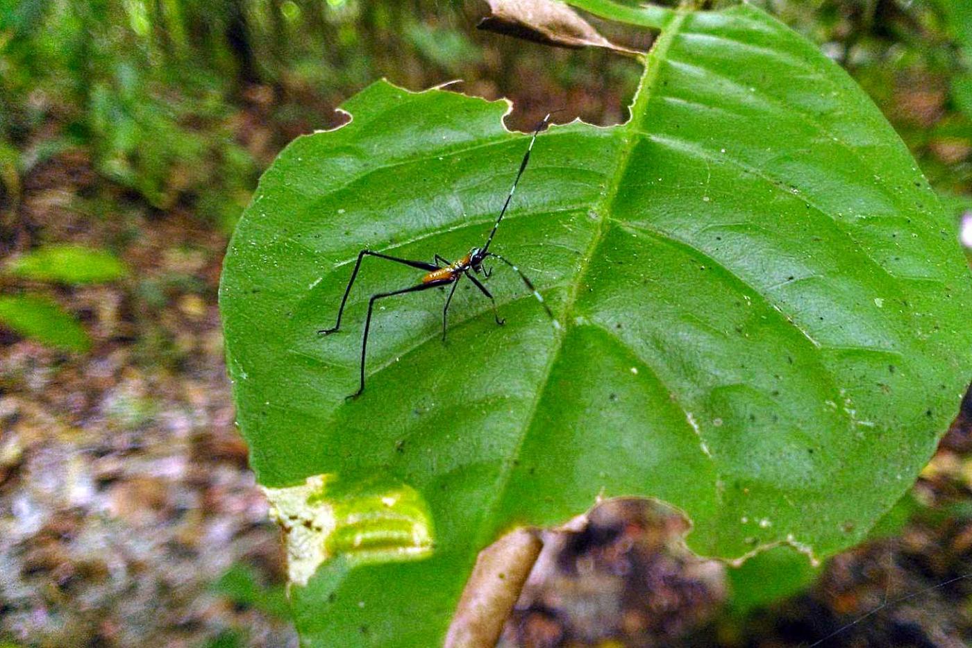 A grasshopper on BCI.