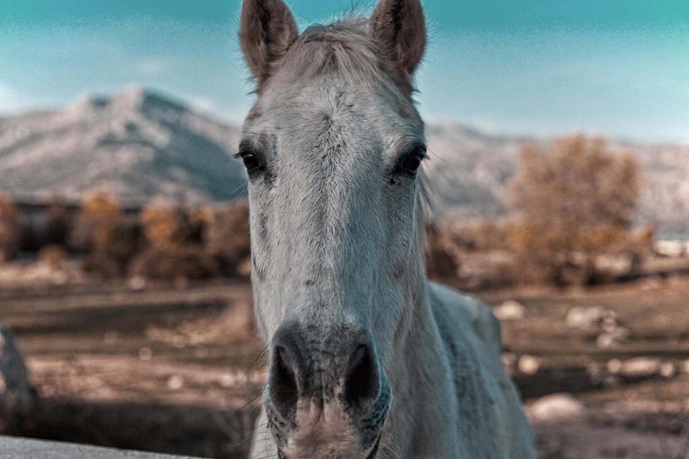 Equestrian Work Abroad: How to Travel the World by Horse